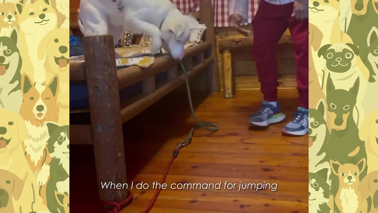 A white dog jumping onto a wooden bed frame next to a person wearing red pants and sneakers.