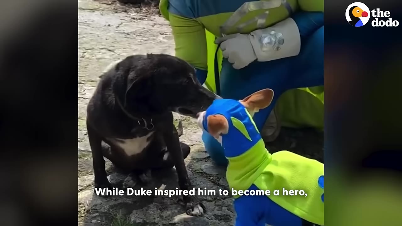 A small dog wearing a blue and green superhero costume stands next to a black dog, with a person in a matching superhero suit kneeling nearby.