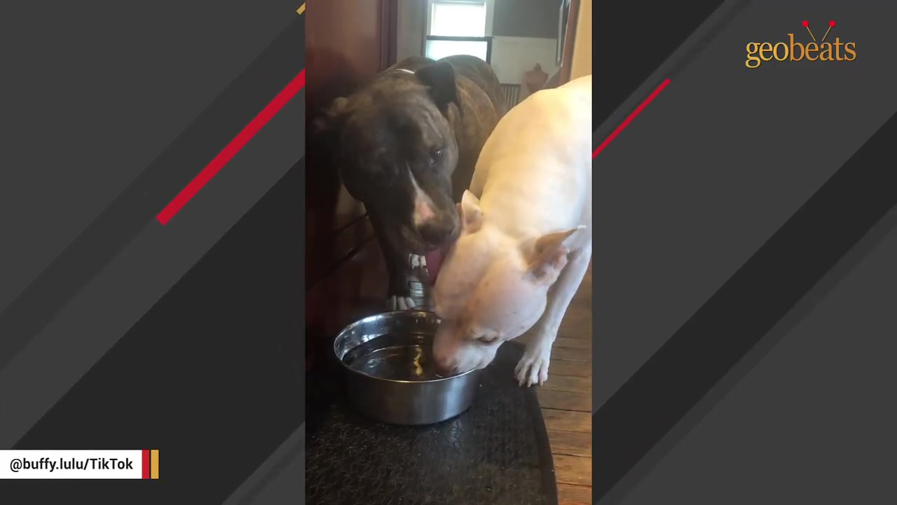 A white dog and a brindle dog standing side-by-side near a metal water bowl indoors.