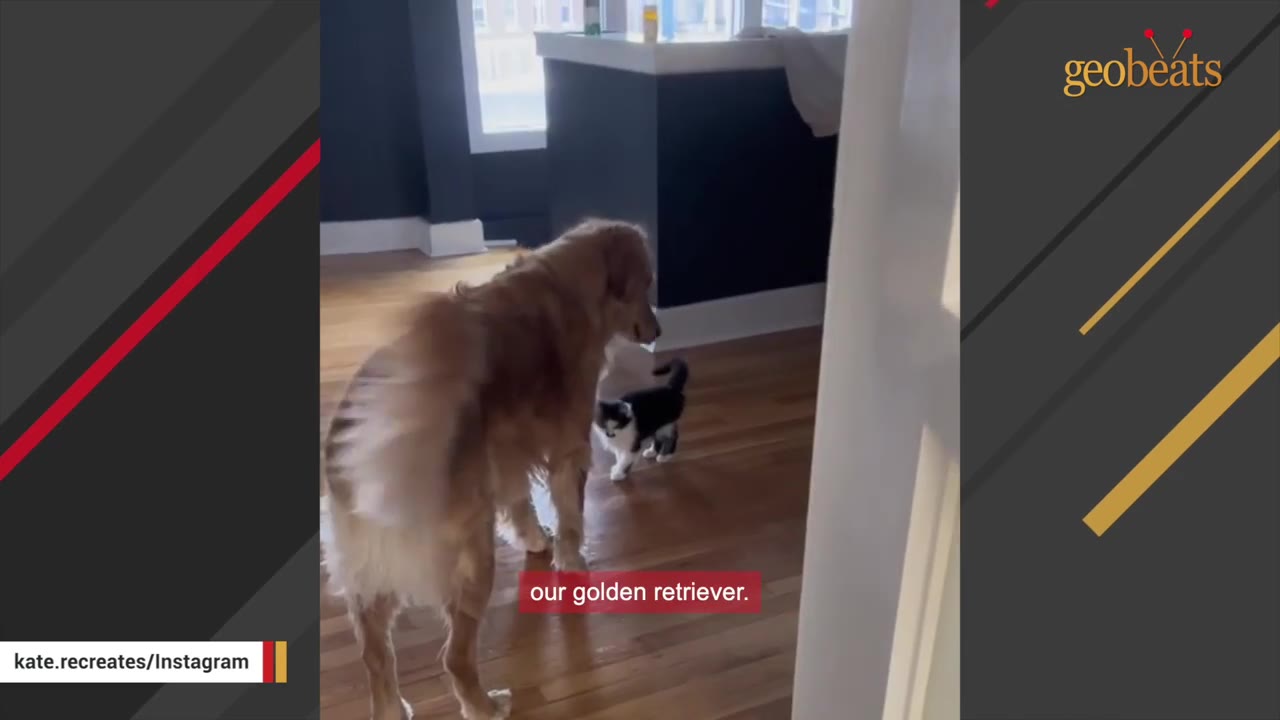 A large golden retriever stands on a wooden floor, looking down at a small black and white kitten walking towards it.