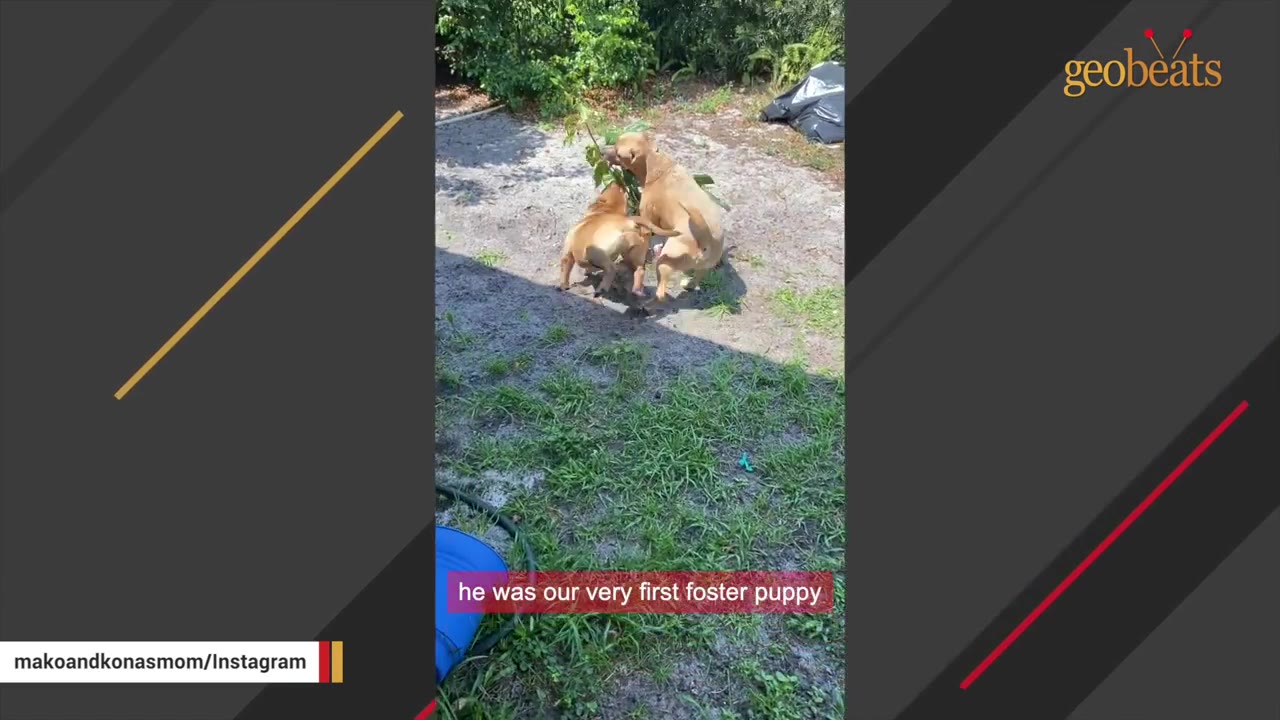 Two tan dogs playing together in a grassy yard with a small branch.