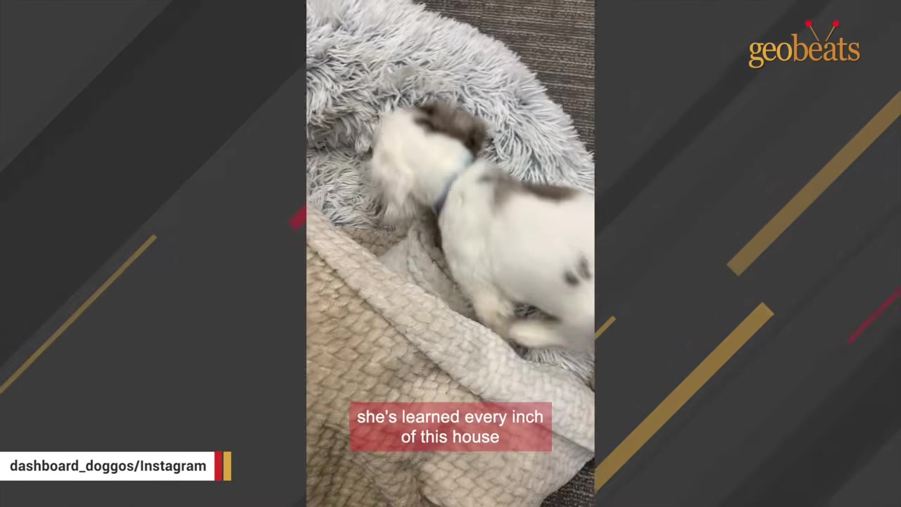 A small white and brown puppy explores a fluffy grey dog bed and blanket inside a home.