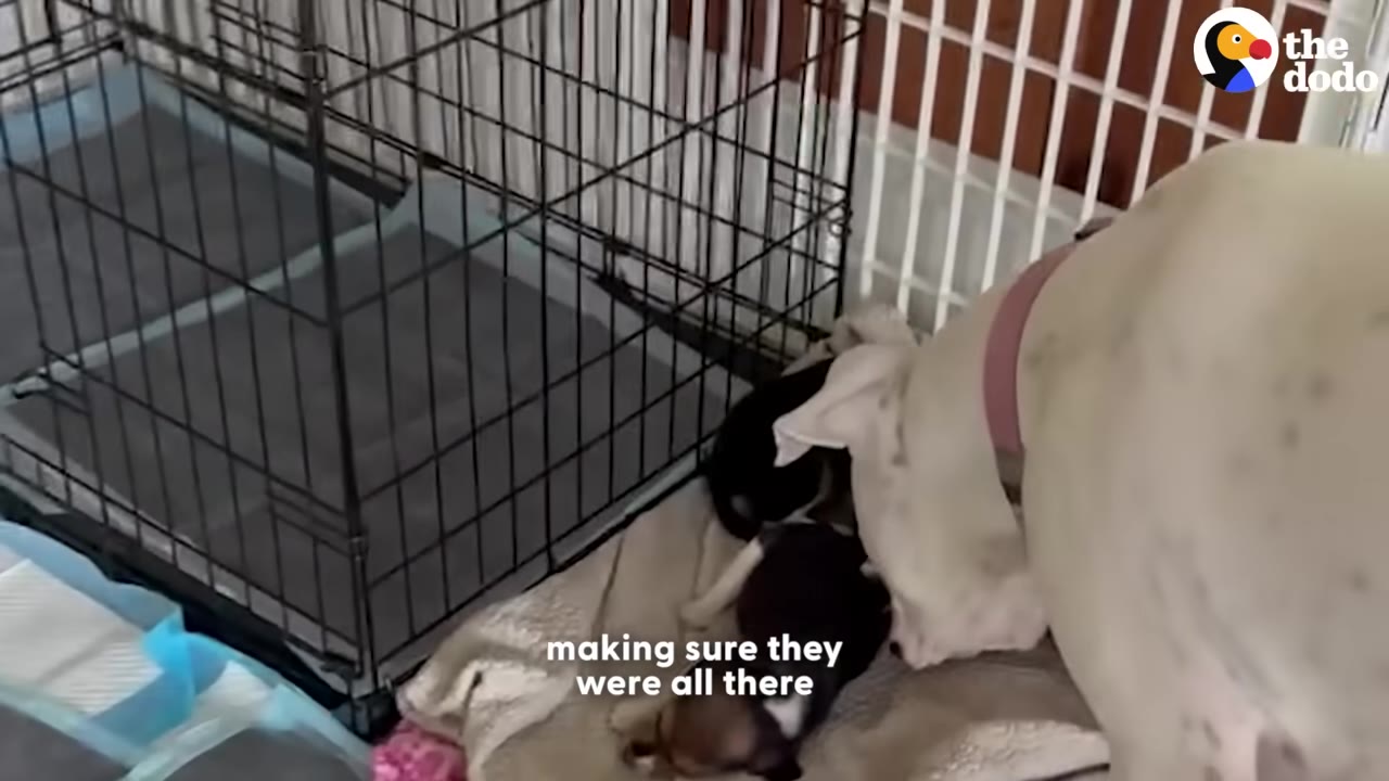 A large white dog stands over a blanket next to a wire crate, gently sniffing and checking on small puppies huddled together.