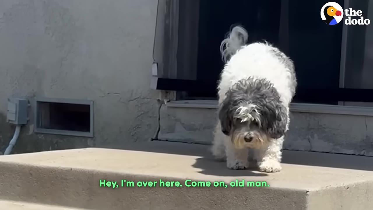 A small white and grey dog stands on a concrete step outside, looking forward.