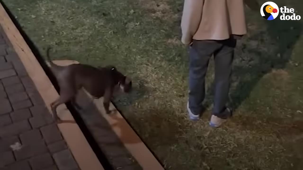 A brown dog walks on a grassy lawn next to a person standing on a paved path at night.