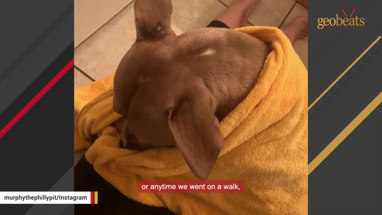 A brown dog huddles fearfully under a yellow blanket, seeking comfort while resting on a person's lap.
