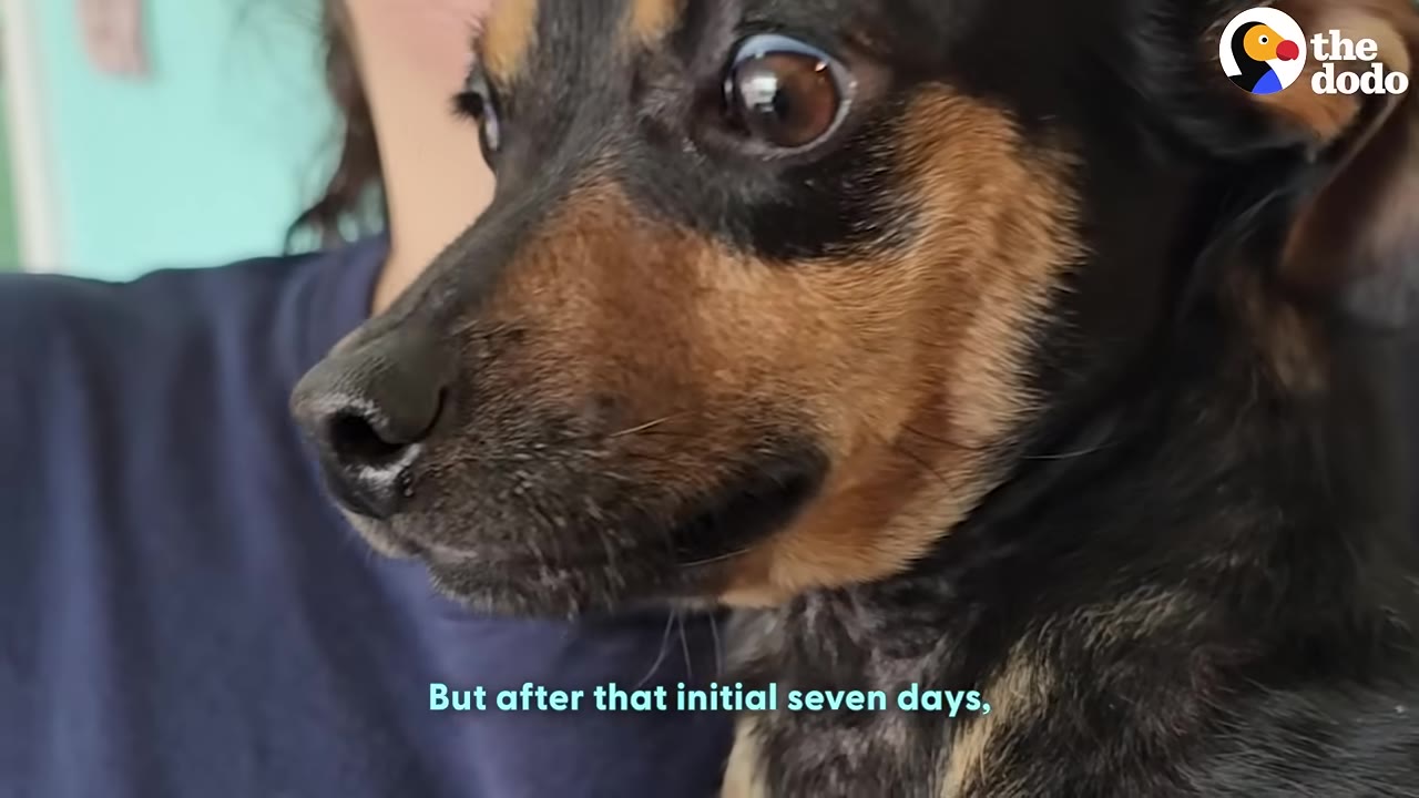A close-up of a small black and tan dog with wide, anxious eyes being held by a person.