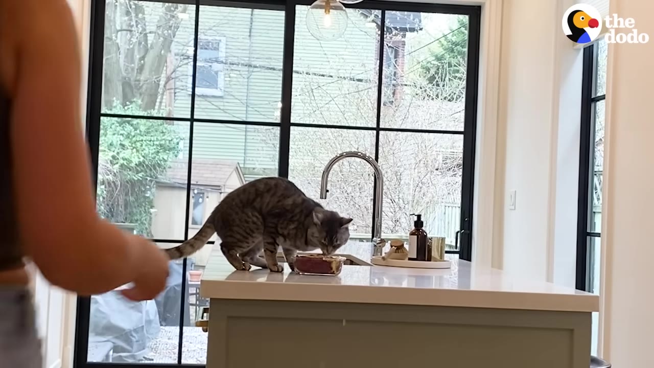 A grey tabby cat stands on a white kitchen island counter next to a sink, eating from a small dish.