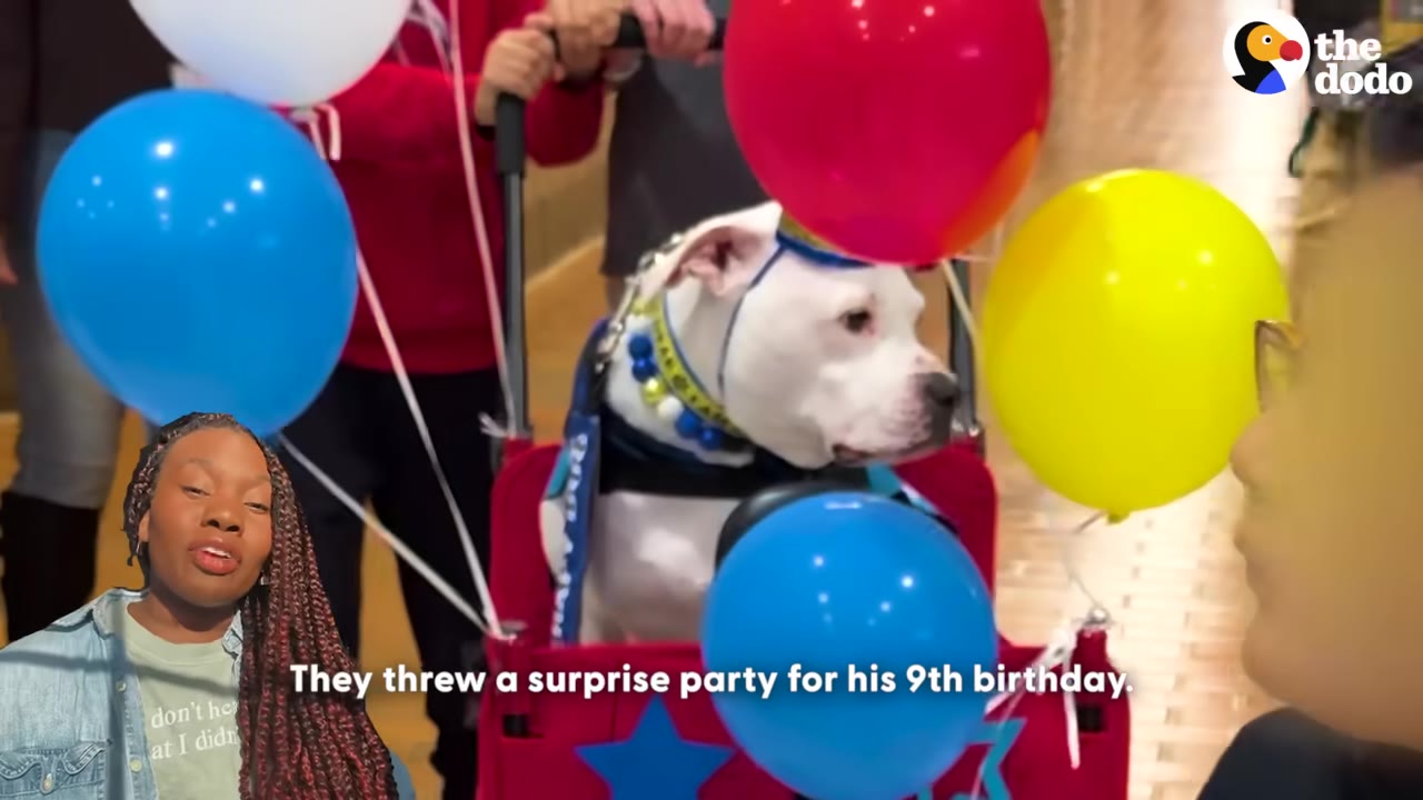 A white dog named Cole sits in a red wagon decorated with colorful balloons, wearing a party hat and collar, as a narrator in the corner describes his surprise 9th birthday party.