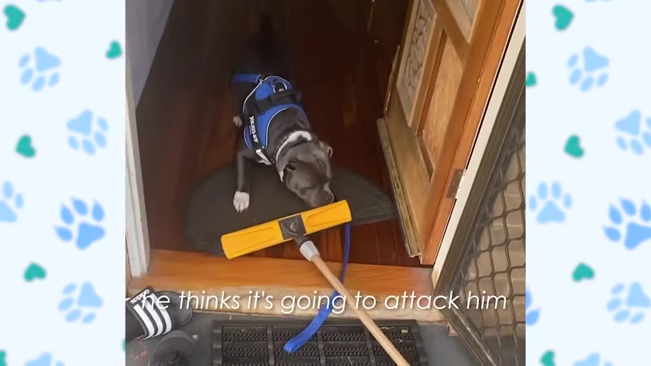 A grey and white dog wearing a blue harness stands cautiously on a doormat, looking down at a yellow broom lying on the wooden floor.