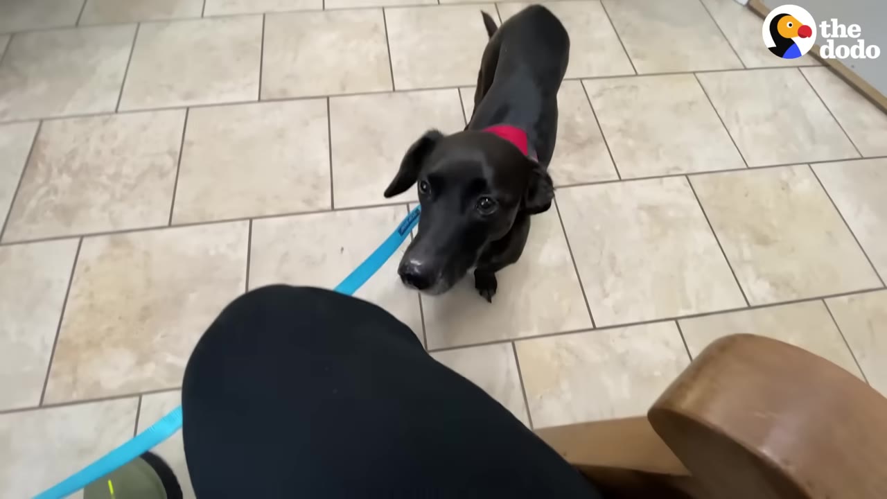 A black dog wearing a red collar and blue leash looks up while standing on a tiled floor.