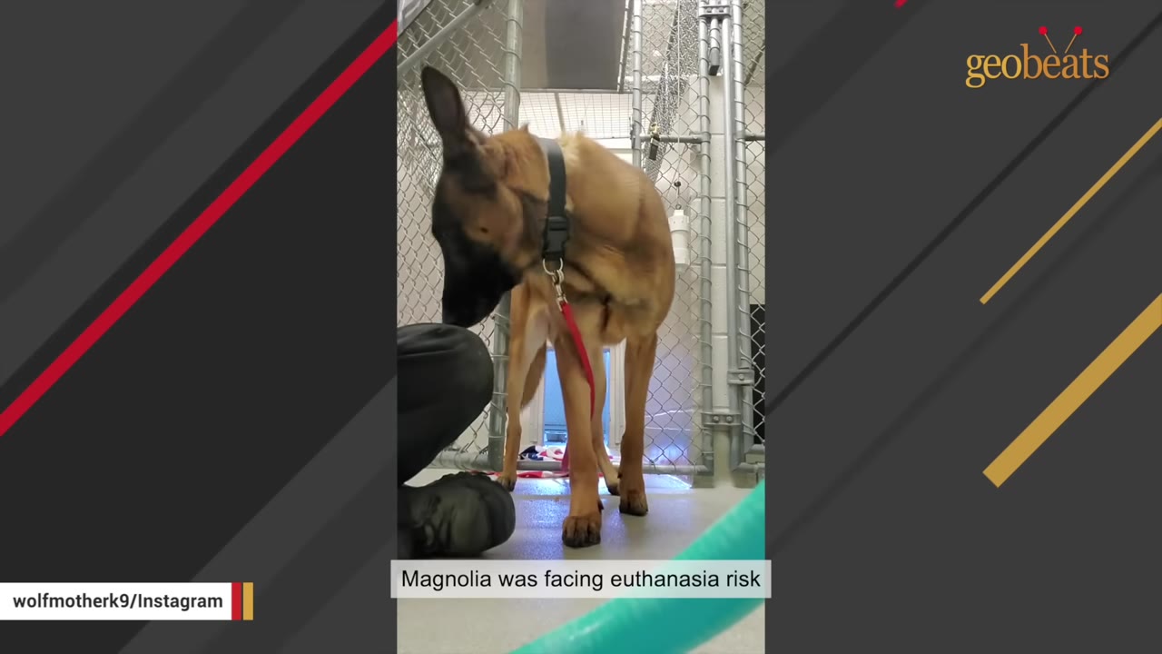 A Belgian Malinois dog wearing a collar and red leash stands inside a shelter kennel next to a person.