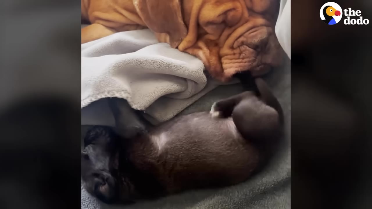 A small black puppy with a white chest patch rolls playfully on its back on a blanket next to a large, sleeping, wrinkled brown dog.