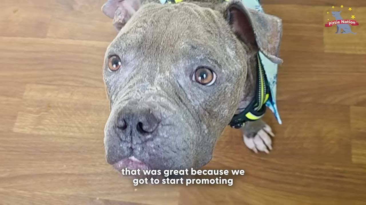 A close-up shot of a grey pit bull with dry, patchy skin on his face and head, looking up with big brown eyes.