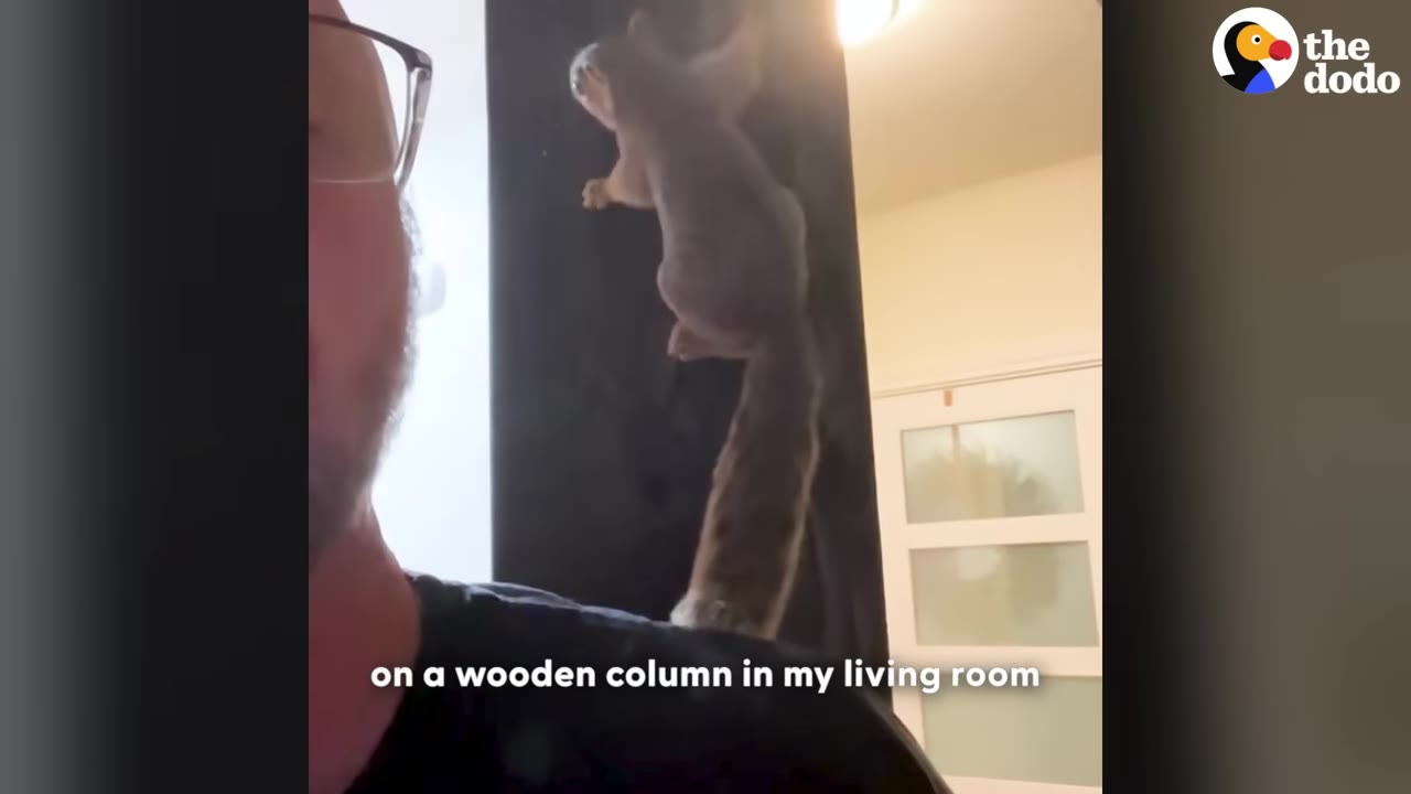 A healthy squirrel climbing up a dark wooden column in a living room, with a man's face partially visible in the foreground.