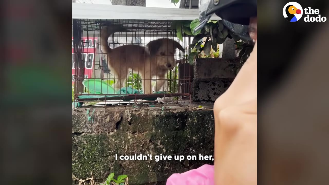 A small brown dog stands inside a cramped wire cage resting on a concrete wall, with a person wearing a helmet partially visible in the foreground.