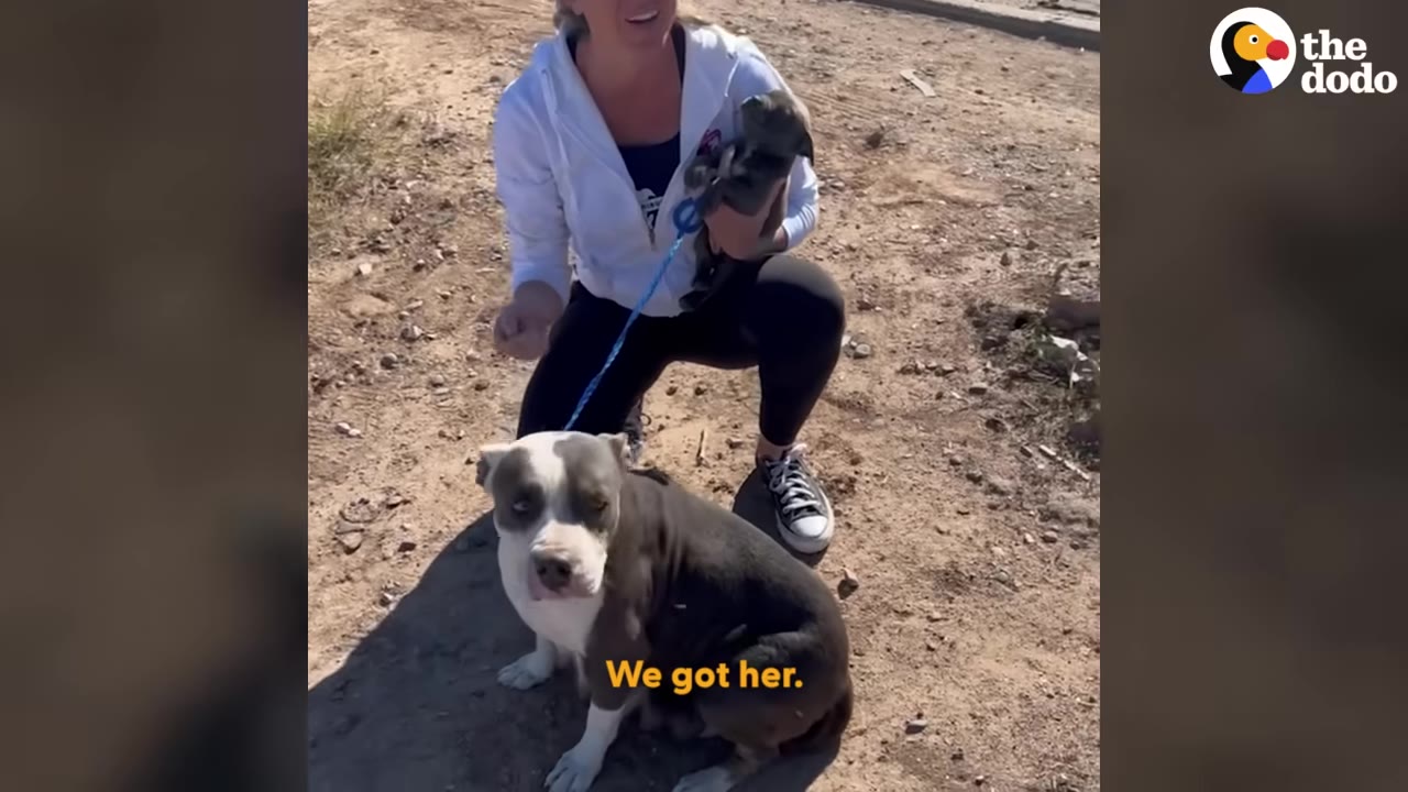 A grey and white pit bull sits on the dirt ground while a woman kneels behind her, holding a small puppy and a blue leash attached to the dog's collar.
