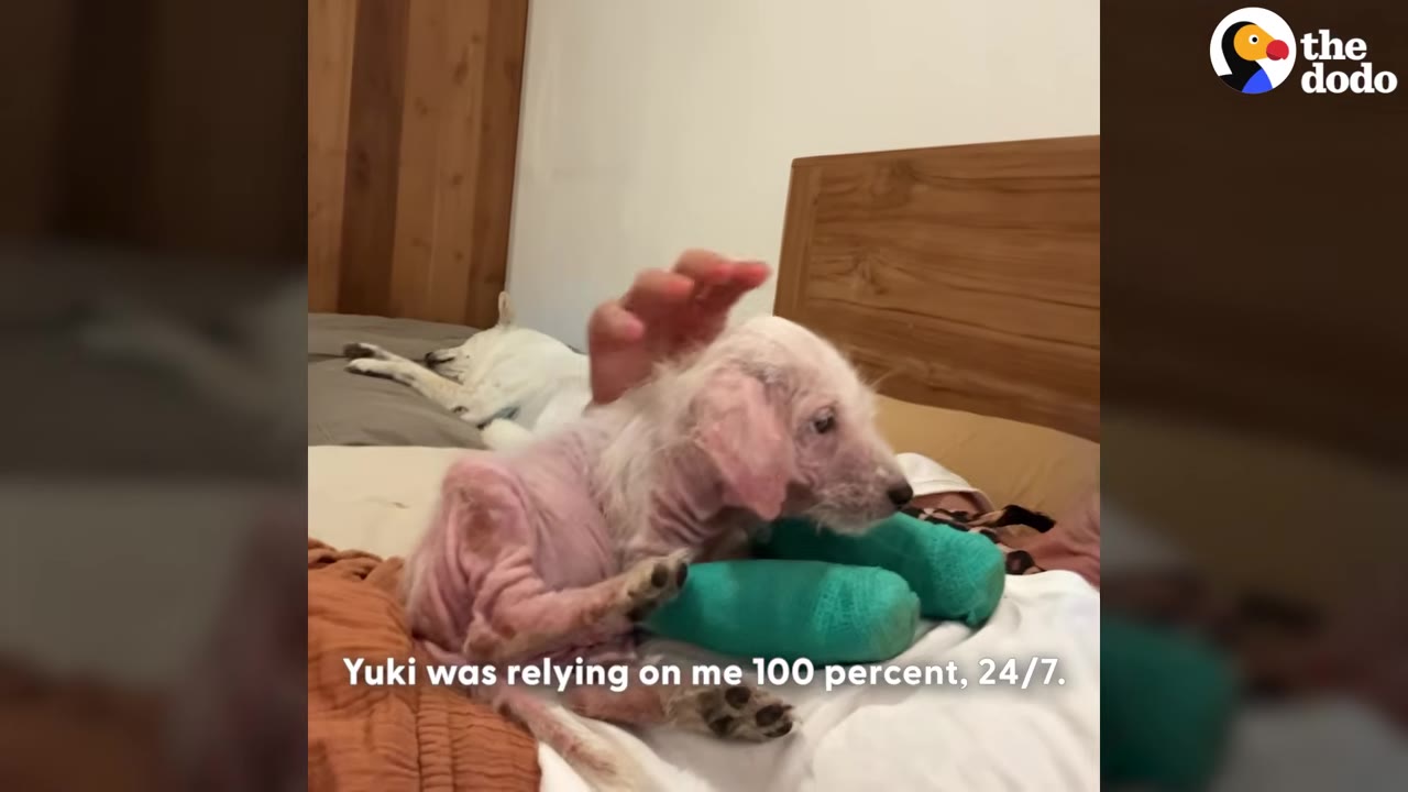 A small, mostly hairless puppy with pink skin and green bandages on its front legs sits on a bed while a person's hand gently pets its head.