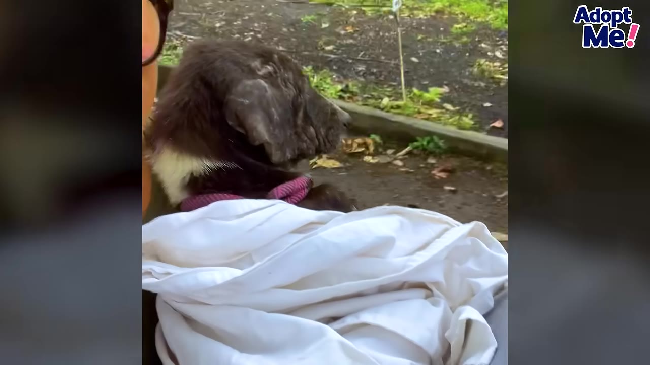 A dark-furred dog wrapped in a white blanket is held by someone, looking out towards an outdoor path.