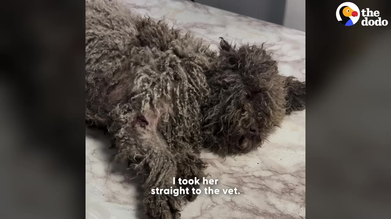 A dog with heavily matted, curly grey fur lies on a marble examination table at a veterinary clinic, showing a small wound on her front leg.