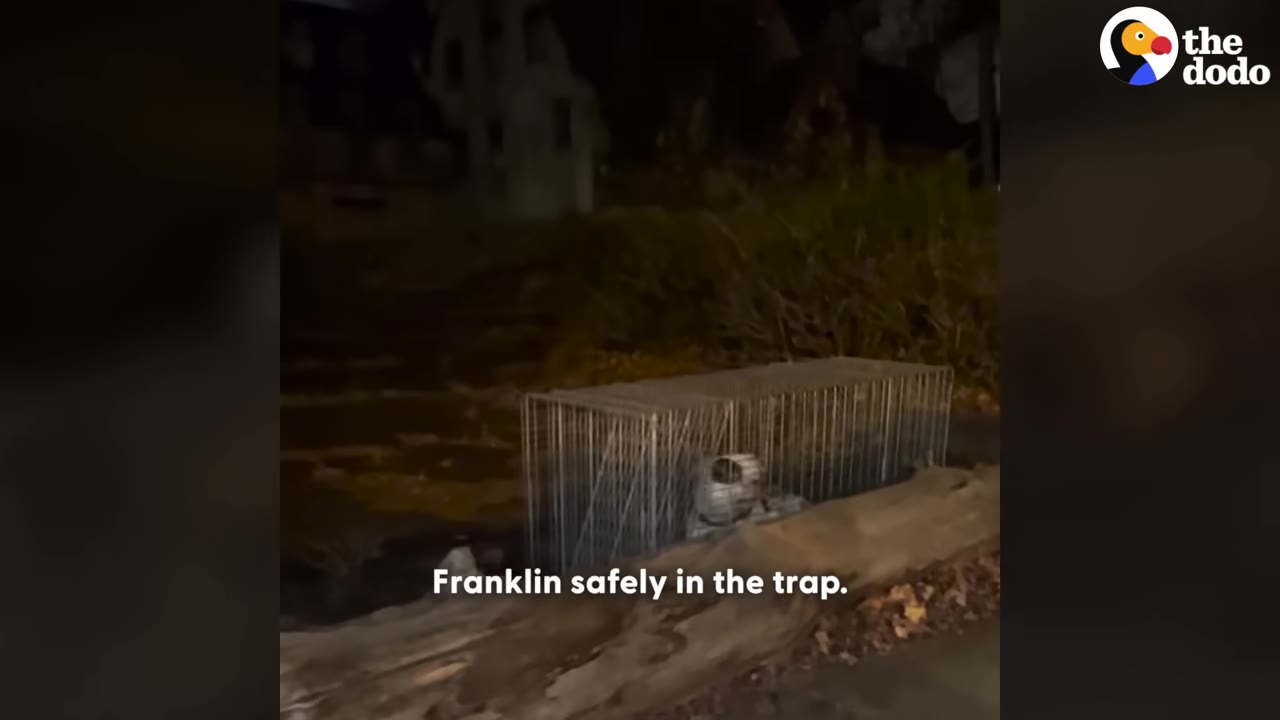 A wire cage trap sits on a log at night, containing a small white and black dog, with text reading 'Franklin safely in the trap.'