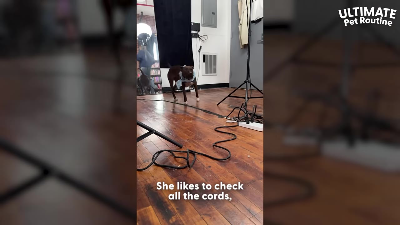 A brown dog wearing a light blue bandana walks across a wooden floor in a studio space with camera equipment and cords.