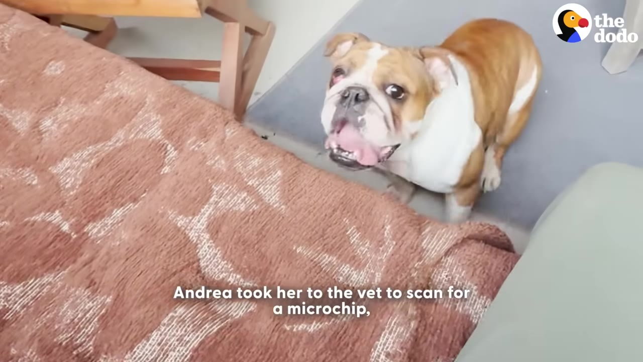 A brown and white bulldog looking up with its mouth open, standing next to a brown textured blanket.