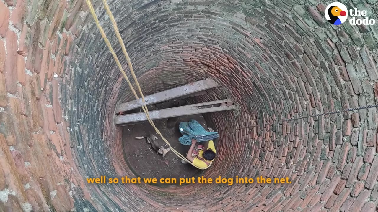 An overhead view looking down a deep brick well where a rescuer in a yellow shirt holds a blue net near a small dog waiting at the bottom.