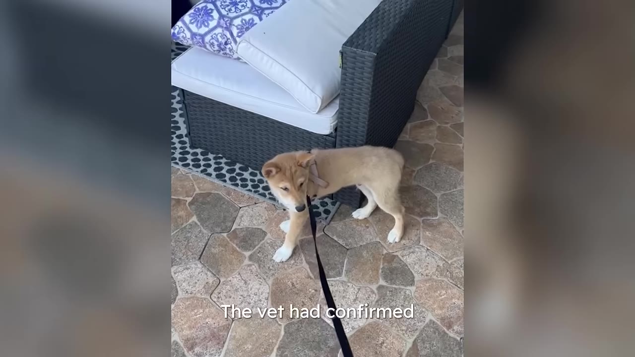 A light brown Shiba Inu puppy wearing a harness and leash stands on a stone patio next to an outdoor wicker sofa.