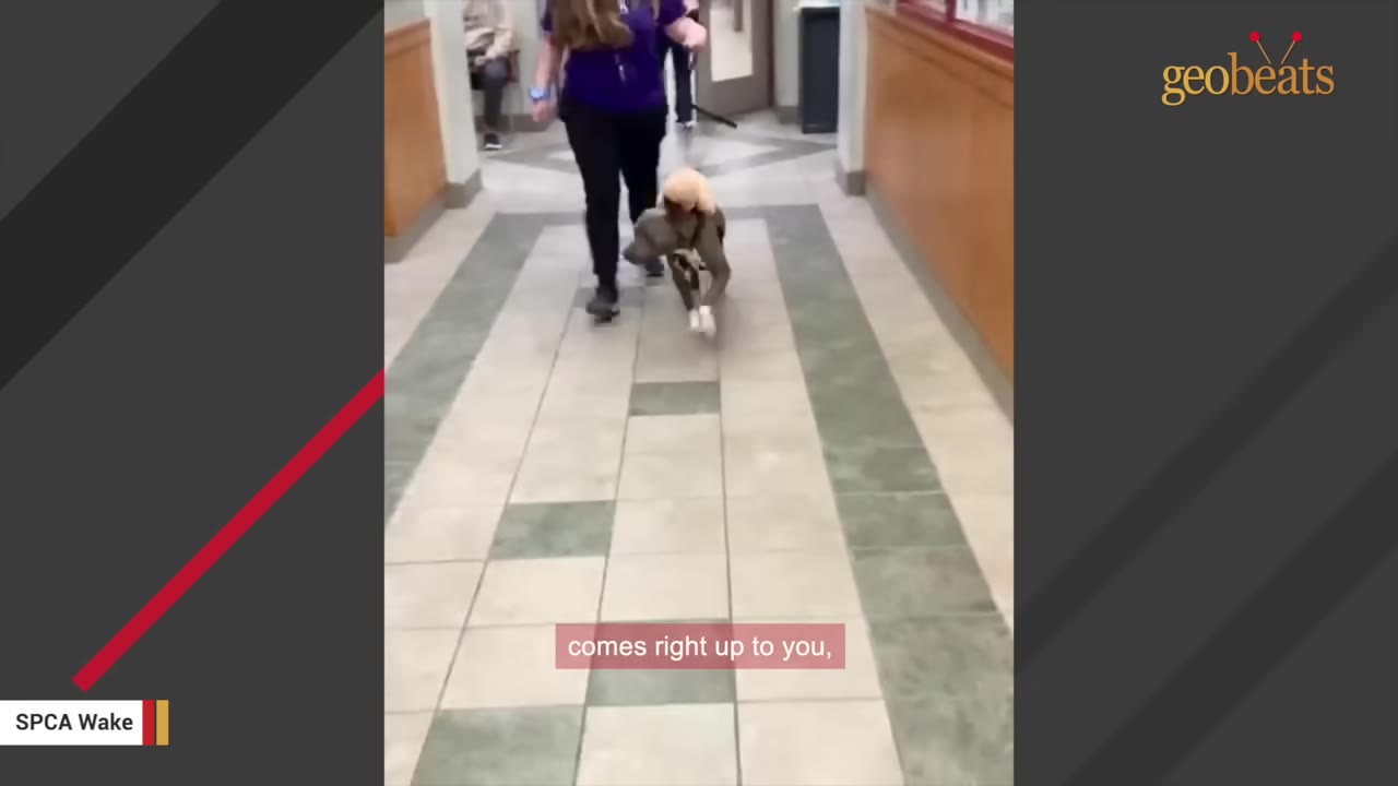 A grey dog on a leash walks down a tiled hallway towards the camera, accompanied by a person in a purple shirt.