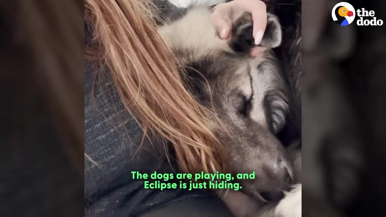 A fluffy grey and black dog named Eclipse hides its head against a woman's chest while being gently petted.