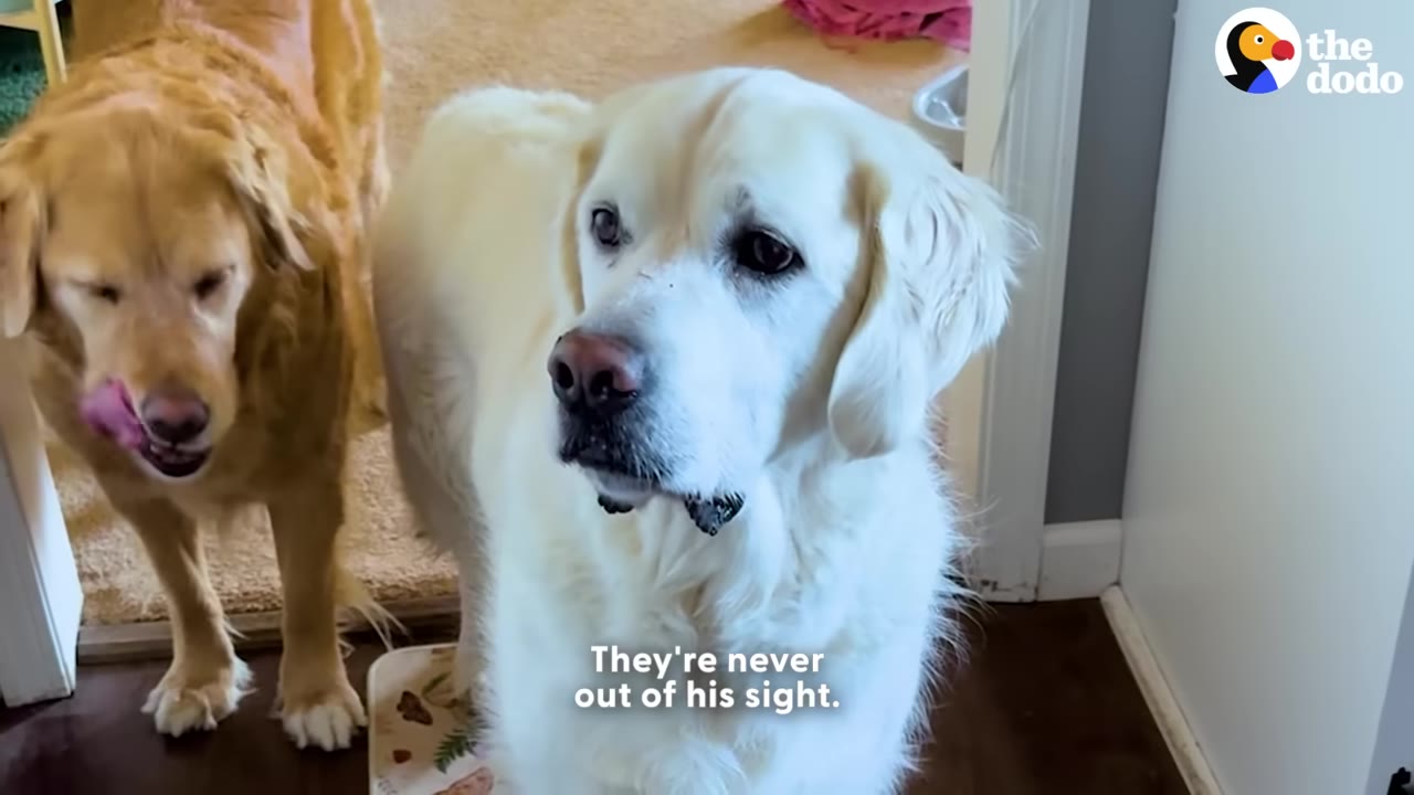 A light-colored golden retriever stands indoors holding a small dark stone in its mouth, with another golden retriever standing behind it.