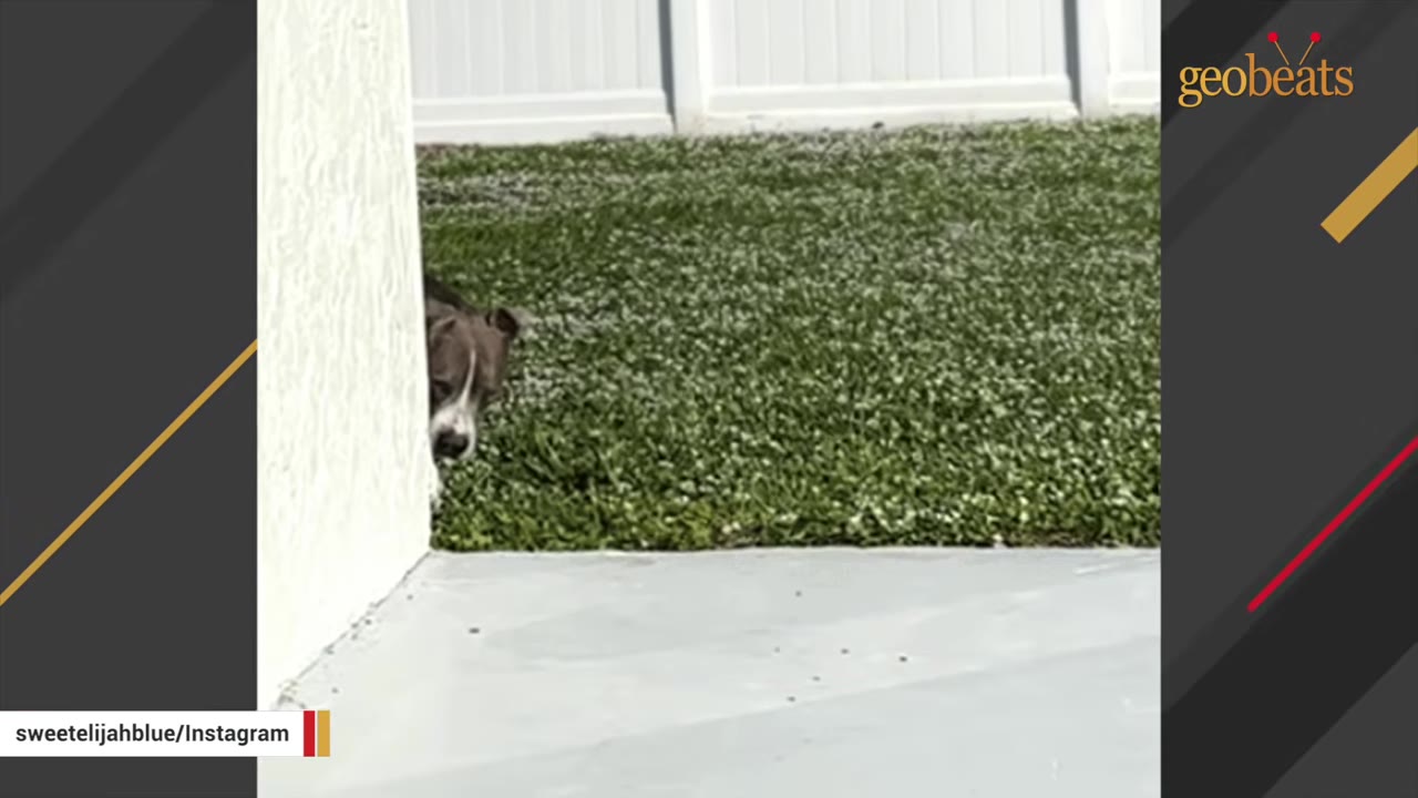A gray and white dog peeks out from behind a white wall in a grassy yard.