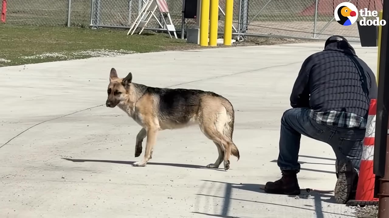A German Shepherd cautiously approaches a person kneeling on a concrete driveway with their back turned.