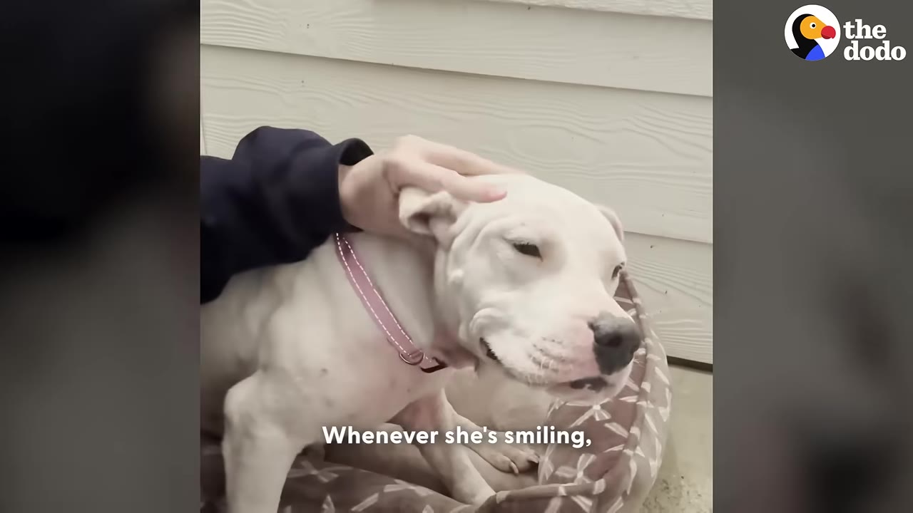 A white dog with a pink collar sits in a dog bed, squinting its eyes with a happy expression as a hand gently pets its head.