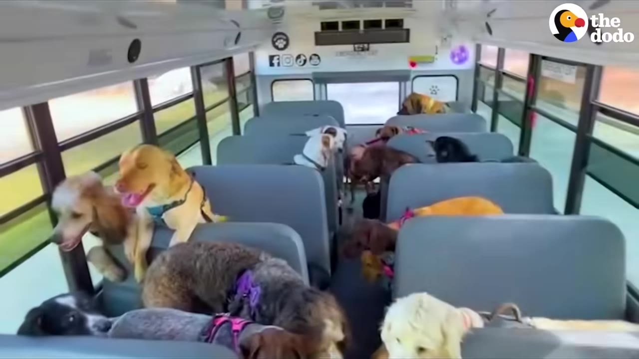 A group of various dogs sitting in the passenger seats of a school bus.