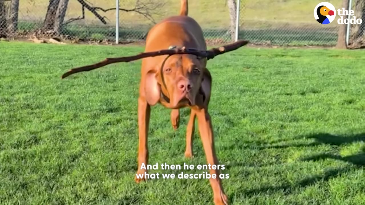 A brown Vizsla dog walks stealthily across a grassy lawn while balancing a long wooden stick horizontally on its head.