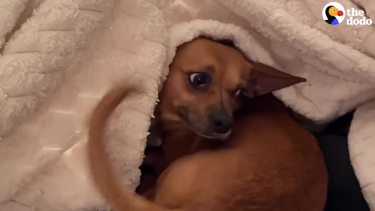 A small brown dog snuggled under a fluffy white blanket, looking out with wide eyes.