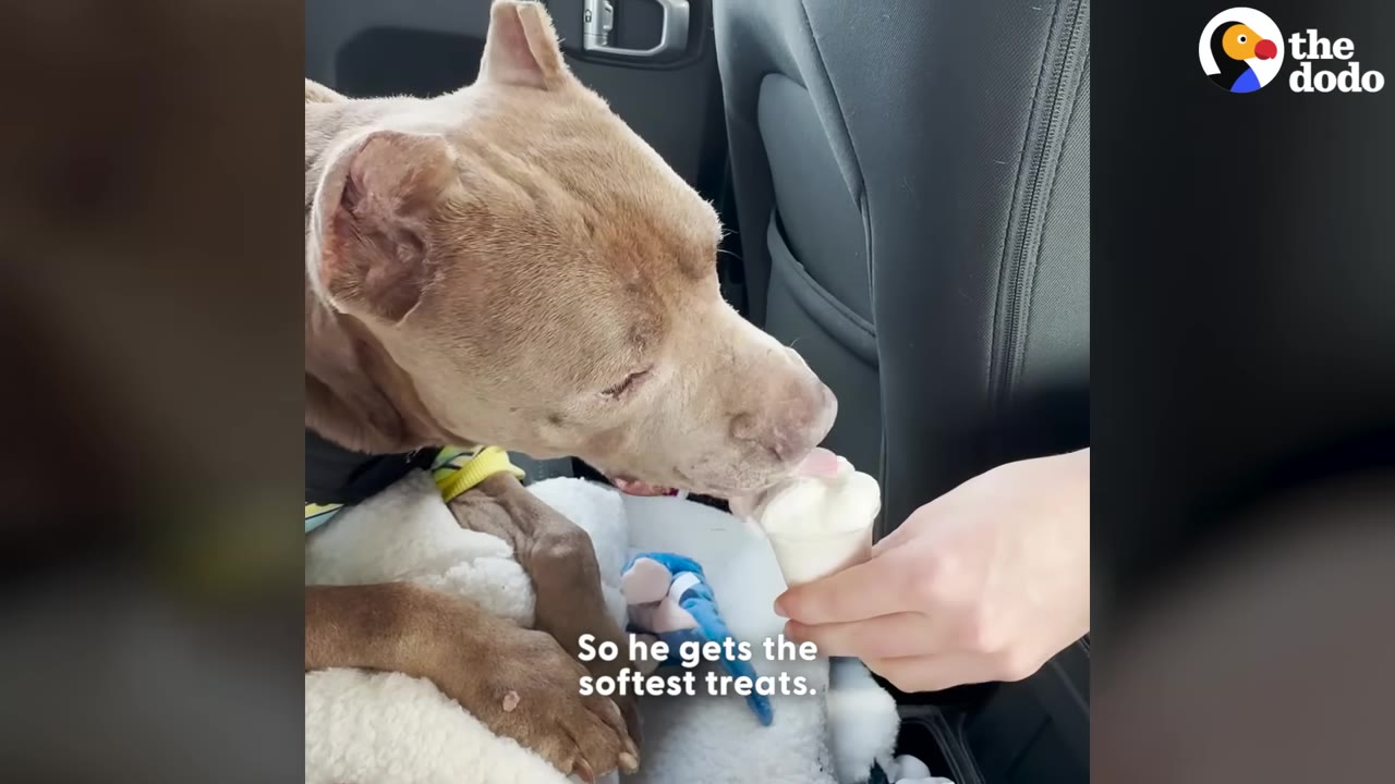 A senior pit bull licking a soft white pup cup treat held by a person's hand in a car.