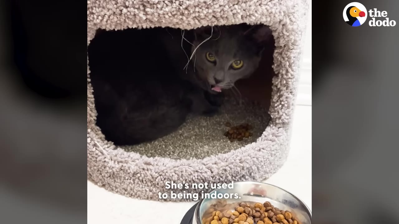 A grey cat peers out from inside a carpeted cat condo next to a bowl of dry cat food.