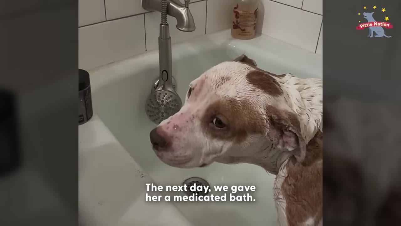 A brown and white pit bull stands in a white bathtub, looking to the side with wet fur during a medicated bath.