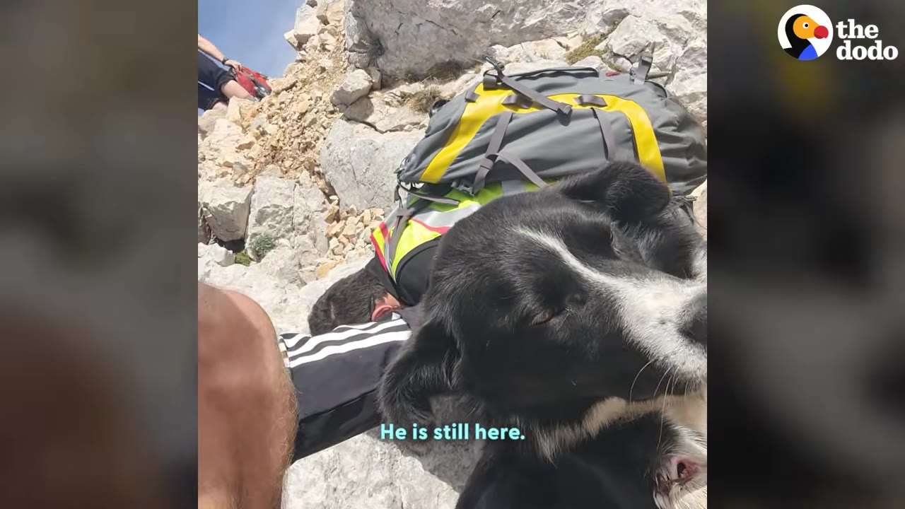 A black and white dog lies on a rocky mountain slope next to a grey and yellow backpack, with the text 'He is still here' overlaid.
