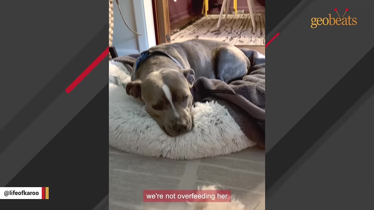 A grey and white pit bull mix named Karoo lies curled up in a fluffy white dog bed with a grey blanket.