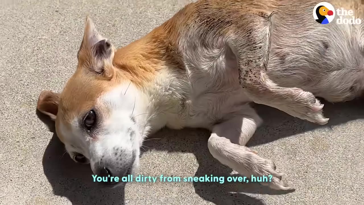 A small tan and white dog lies on its side on a concrete surface, with visible dirt on its fur.