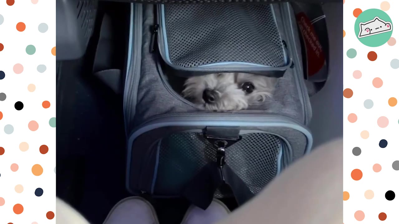 A small, fluffy white dog peeks out from a grey zippered pet carrier tucked under an airplane seat.