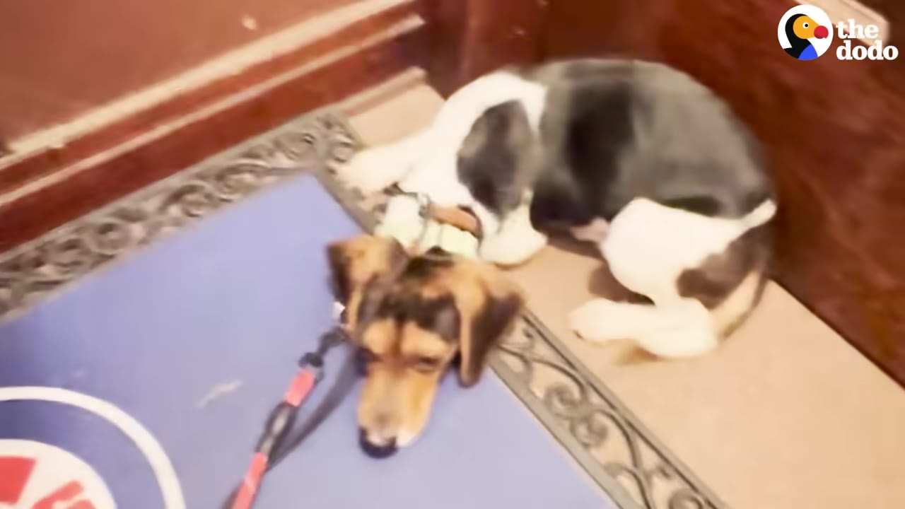 A beagle mix dog wearing a collar and leash lies on a blue mat near a wooden doorway.