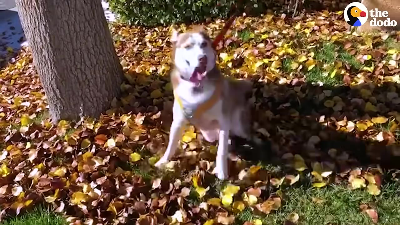 A brown and white husky wearing a yellow harness stands upright on all four legs in a pile of fallen autumn leaves next to a tree trunk.