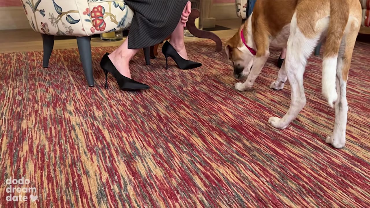 A brown and white dog with a pink collar sniffs the patterned rug near a person wearing black high heels.