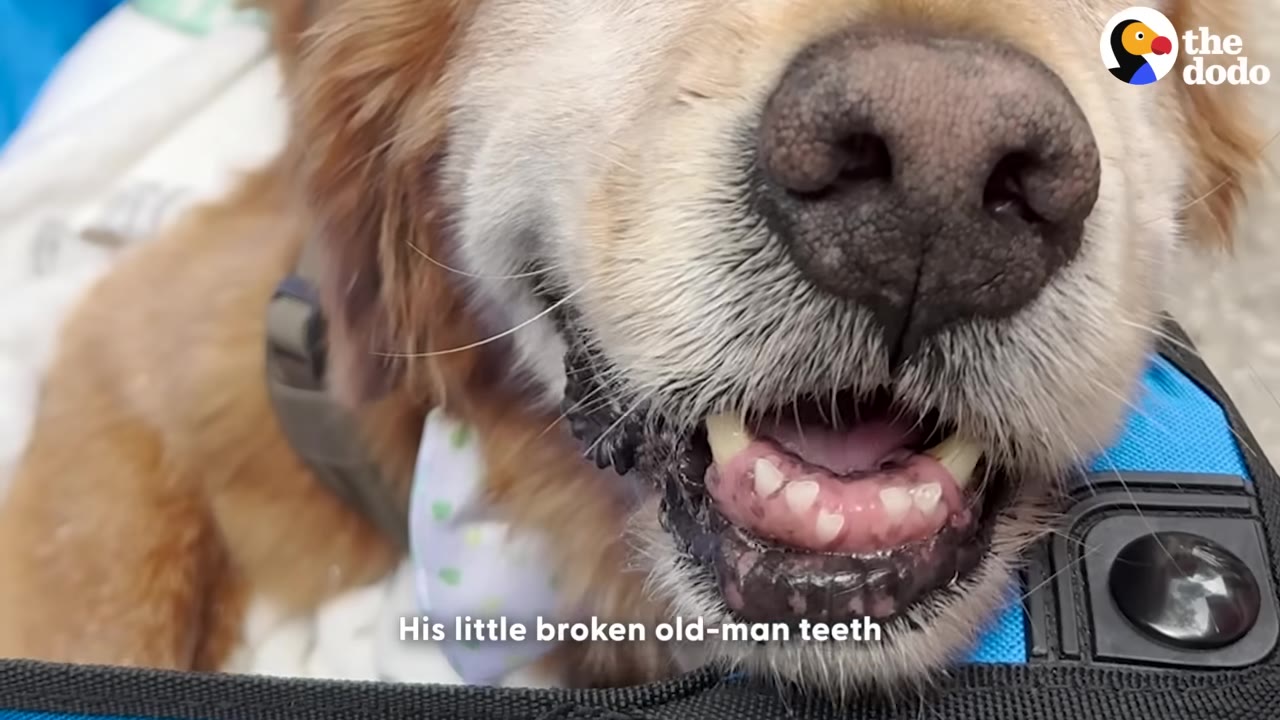 A close-up of a senior golden retriever dog smiling with its mouth open, showing its teeth.