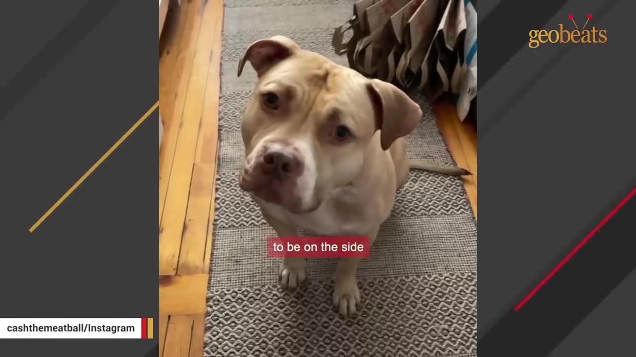 A tan pit bull mix sits on a striped rug, tilting his head and looking up with wide, anxious eyes.